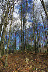 Image showing ancient beech forest