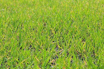 Image showing green grass with dew