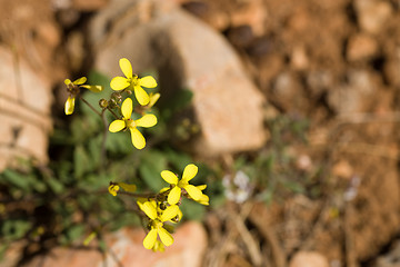 Image showing Sahara mustard