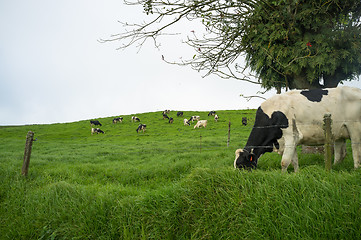 Image showing Grazing cows