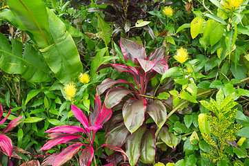 Image showing Tropical vegetation