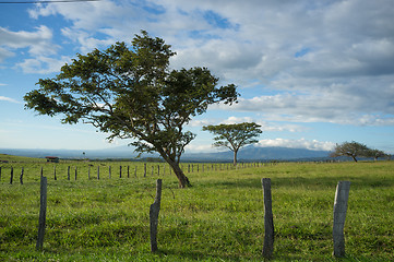 Image showing Guanacaste trees