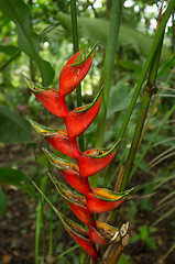 Image showing Rainforest plants