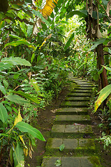 Image showing Tropical trail