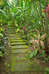 Image showing Tropical trail