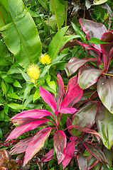 Image showing Rainforest vegetation