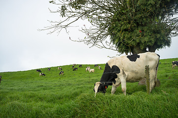 Image showing Cows