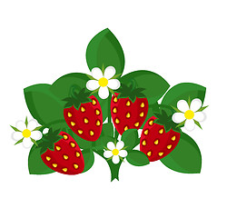 Image showing Strawberry plant