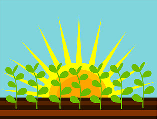 Image showing Field plants