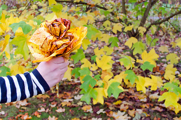 Image showing hand hold decorative flower color autumn tree leaf 
