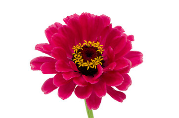 Image showing red pink zinnia flower bloom close isolated white 