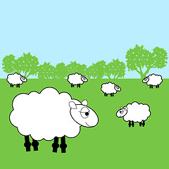 Image showing sheep