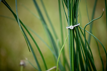 Image showing Diamond Engagement Ring in the Grass