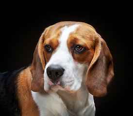 Image showing Portrait of young dog beagle