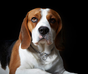 Image showing Portrait of young dog beagle