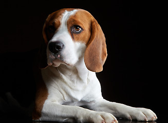 Image showing Portrait of young dog beagle