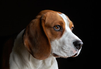 Image showing Portrait of young dog beagle