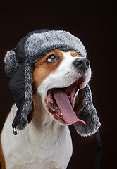 Image showing Portrait of young dog beagle