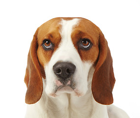 Image showing Portrait of young dog beagle