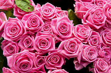 Image showing roses background