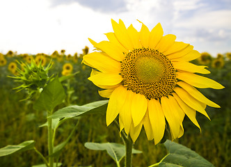 Image showing yellow sunflower