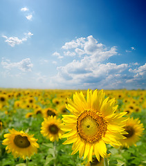 Image showing sunflower field under cloudy sky