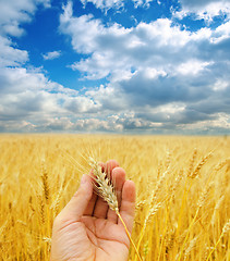 Image showing golden harvest in hand over field under dramatic sky