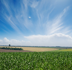 Image showing green maize field under blue sky and clouds