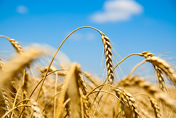 Image showing close up of ripe wheat ears against sky