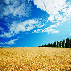 Image showing golden field under cloudy sky