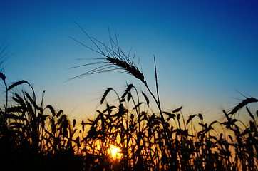 Image showing sunset on field at summer