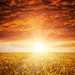 Image showing golden sunset over wheat field