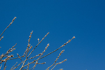 Image showing Willow buds