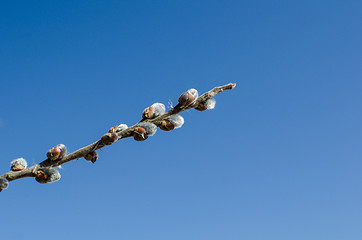 Image showing Fluffy willow buds