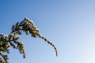 Image showing Frosty juniper twigs