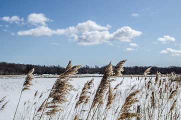 Image showing Reeds in winter landscape