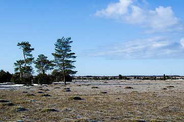 Image showing Group of pine trees