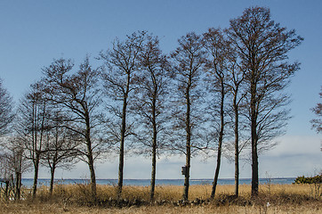 Image showing Alder trees in a row