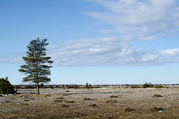 Image showing Lone pine tree