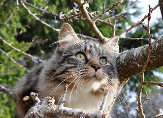 Image showing Cat in tree