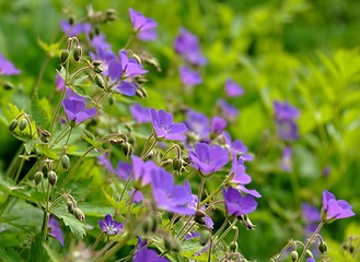 Image showing Woodland geranium