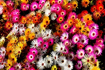 Image showing Daisies