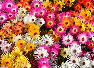 Image showing Livingstone daisies