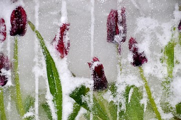 Image showing Decoration of frozen tulips