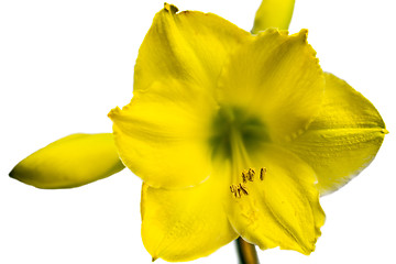 Image showing Yellow Amaryllis Flower