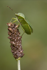 Image showing pentatomidae palomena on a flower