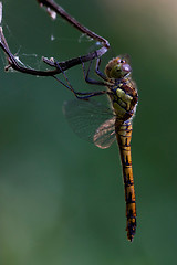 Image showing side of wild  yellow black dragonfly on