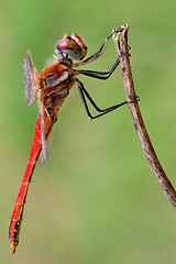 Image showing Sympetrum Fonscolombii on