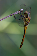 Image showing wild black yellow dragonfly on a woo