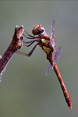 Image showing red yellow dragonfly on